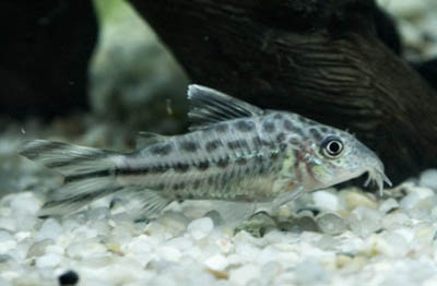 Corydoras robineae
